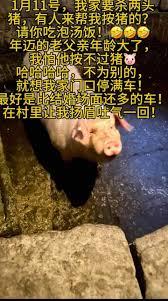 Returning to his hometown to raise pigs, a pig-slaughtering feast went viral online.